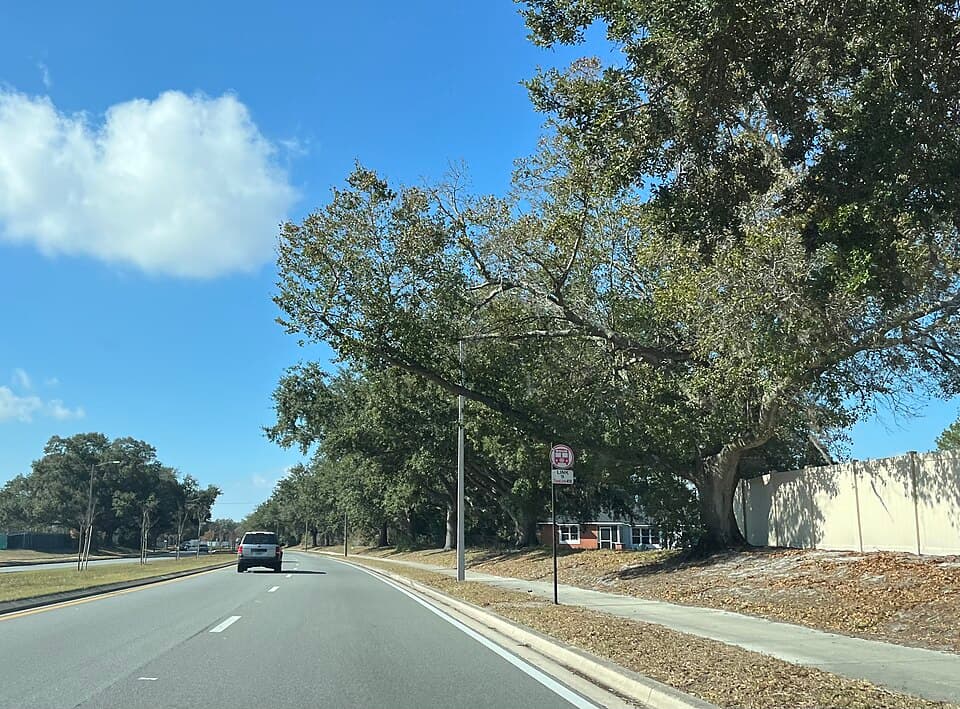 A tree-lined road in Meadow Woods, Florida